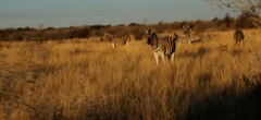 Equus quagga burchellii