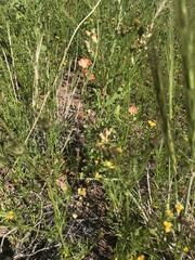 Sphaeralcea hastulata