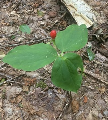 Trillium undulatum