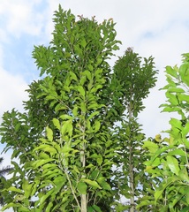 Chionanthus peglerae