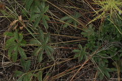 Potentilla thuringiaca