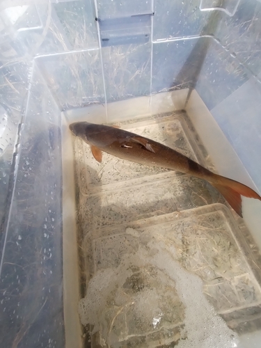 Clanwilliam sandfish (Labeo seeberi) — Cyprinidae — 4