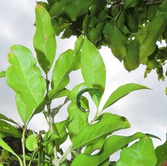 Chionanthus peglerae