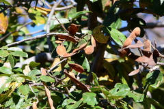 Lonchocarpus sericeus