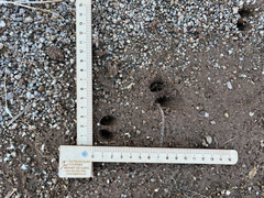 Oreotragus oreotragus