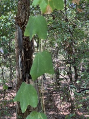 Passiflora lutea