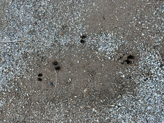 Oreotragus oreotragus