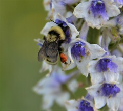 Bombus fervidus