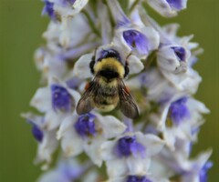 Bombus fervidus