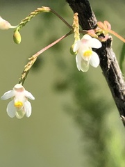 Cardiospermum halicacabum