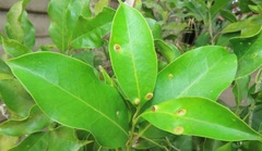 Chionanthus peglerae