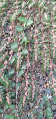 Euphorbia thymifolia
