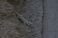 Pachydactylus monicae