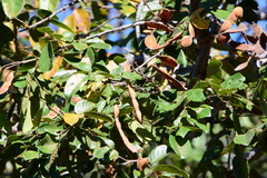 Lonchocarpus sericeus