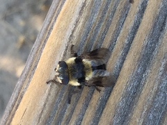 Cephenemyia