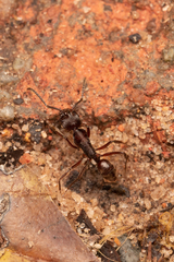 Odontoponera transversa