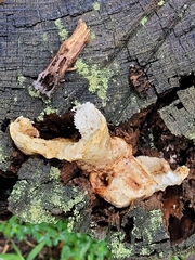 Neolentinus lepideus
