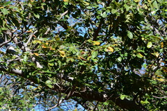 Lonchocarpus sericeus