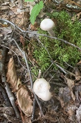 Laccaria ochropurpurea