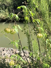 Cardiospermum halicacabum