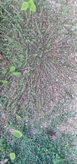 Euphorbia thymifolia