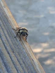 Cephenemyia