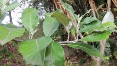 Brachylaena discolor