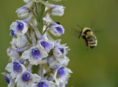 Bombus fervidus