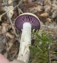 Laccaria ochropurpurea