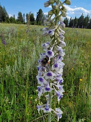 Bombus fervidus