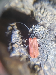 Platycis minutus