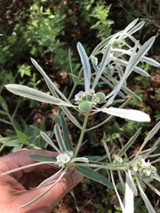 Euphorbia bicolor