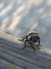 Cephenemyia