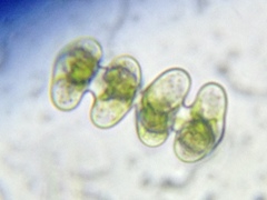 Staurastrum striolatum