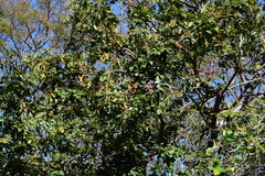 Lonchocarpus sericeus