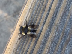 Cephenemyia