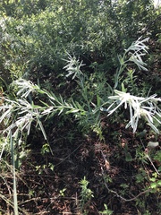 Euphorbia bicolor