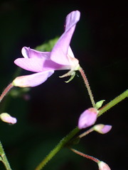 Desmodieae