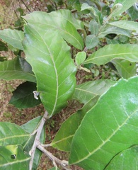 Brachylaena discolor