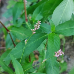 Persicaria longiseta