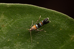 Cosmopterigidae