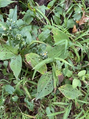 Eurybia schreberi