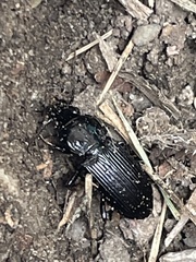 Pterostichus melanarius