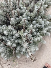 Artemisia stelleriana