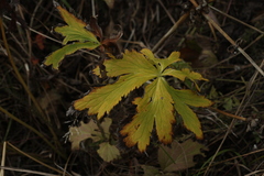 Trollius europaeus