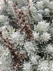 Artemisia stelleriana