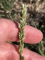 Tridens albescens