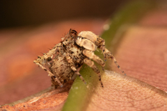 Portia labiata