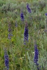 Delphinium glaucum