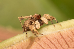 Portia labiata